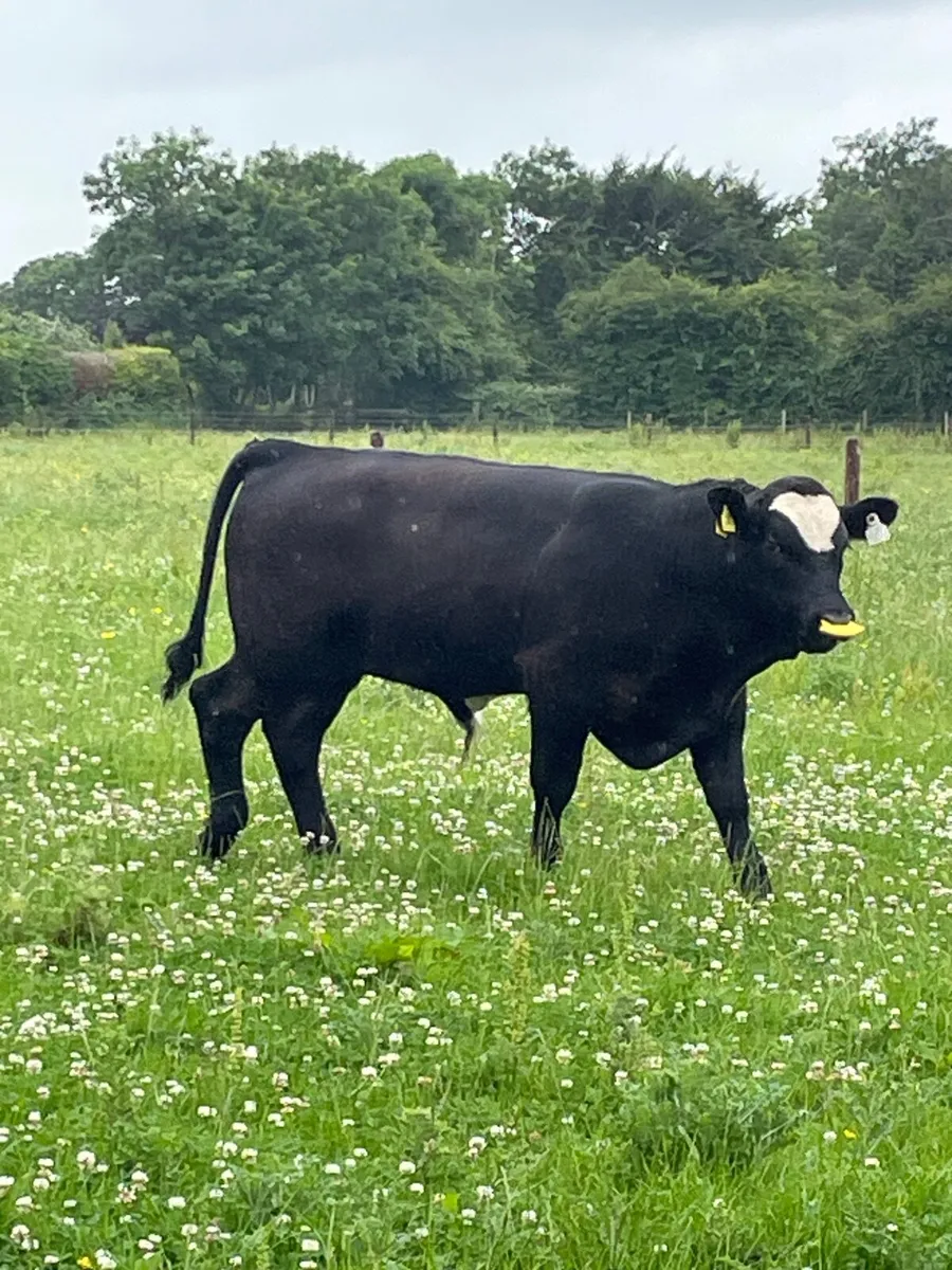 Weanling Bull Calf - Image 4