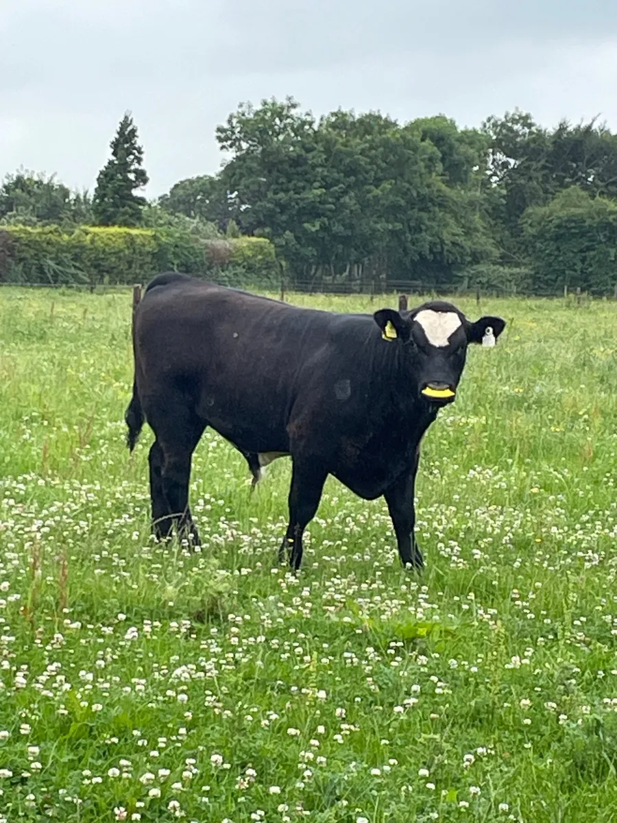 Weanling Bull Calf - Image 1