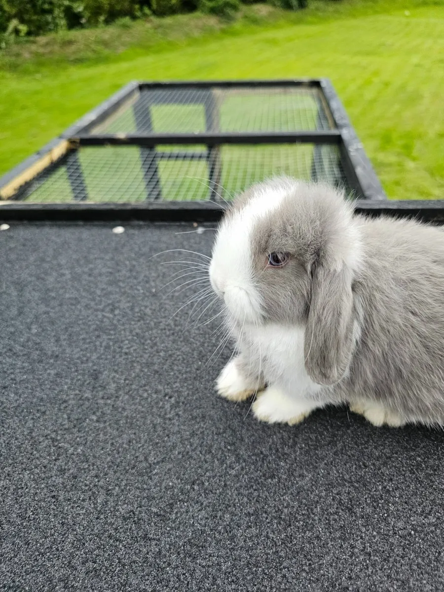 Mini lop Rabbit - Image 2