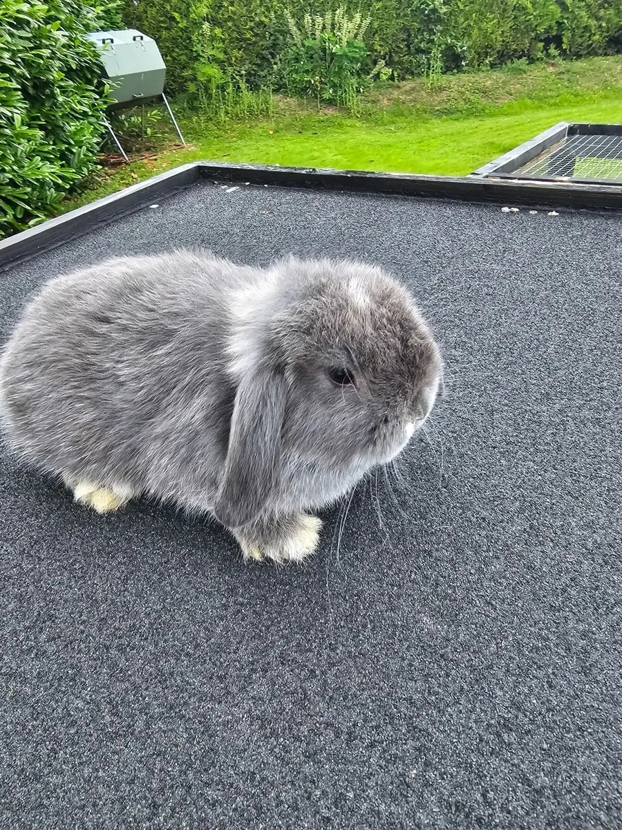 Mini lop Rabbit - Image 3