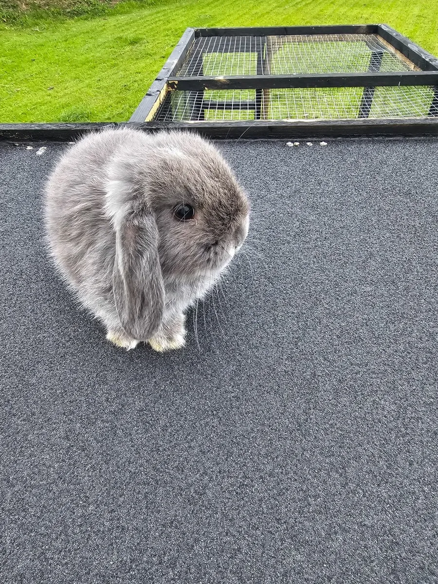 Mini lop Rabbit - Image 4