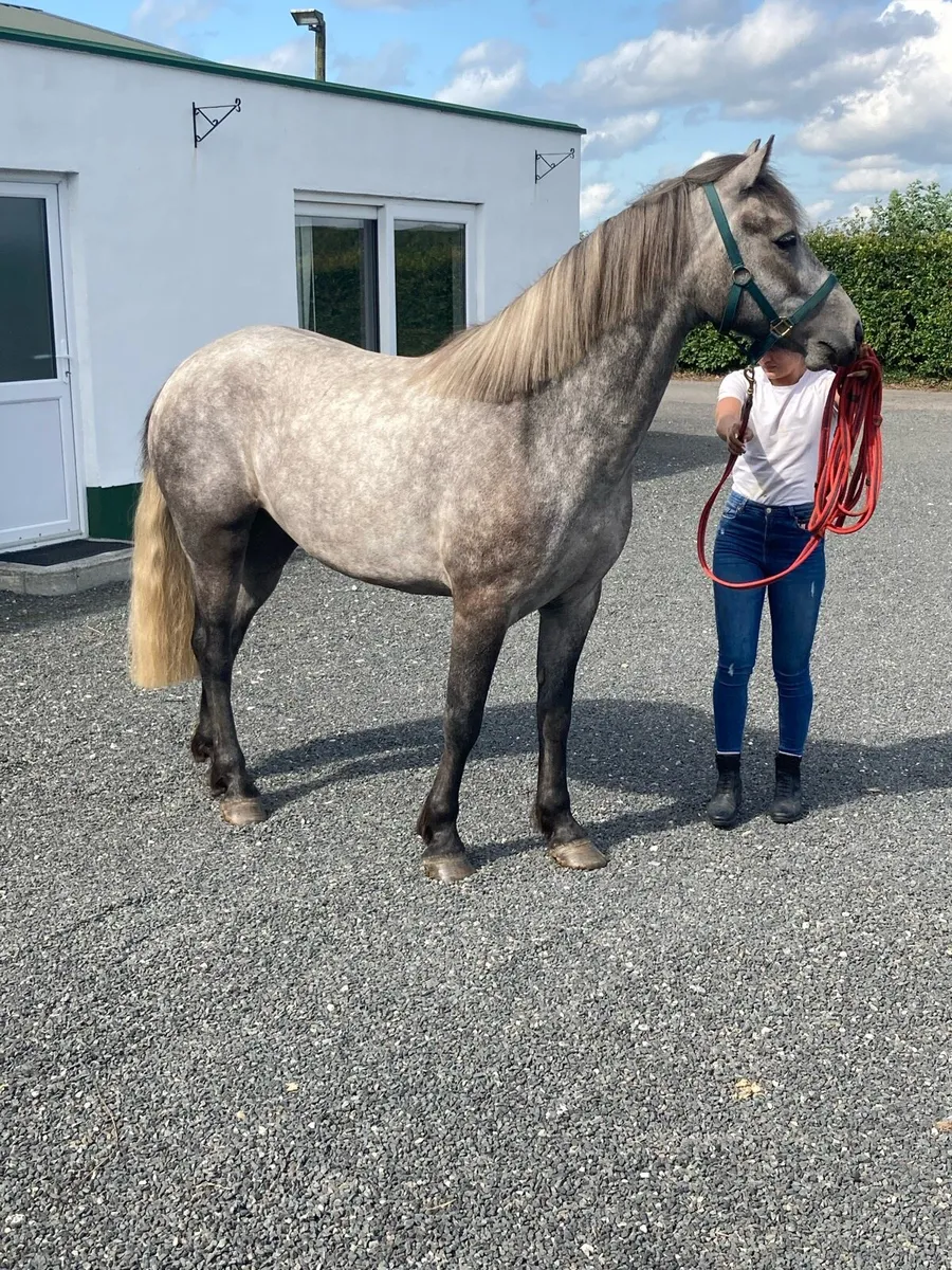 3 yr old Connemara - Image 1