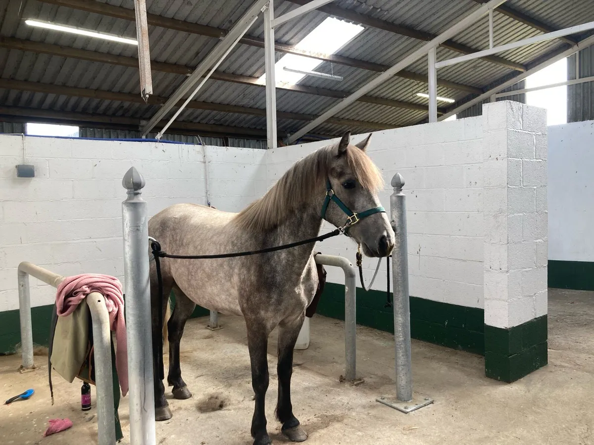 3 yr old Connemara - Image 3