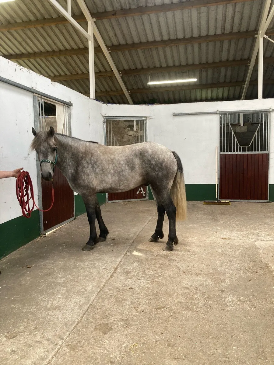 3 yr old Connemara - Image 4