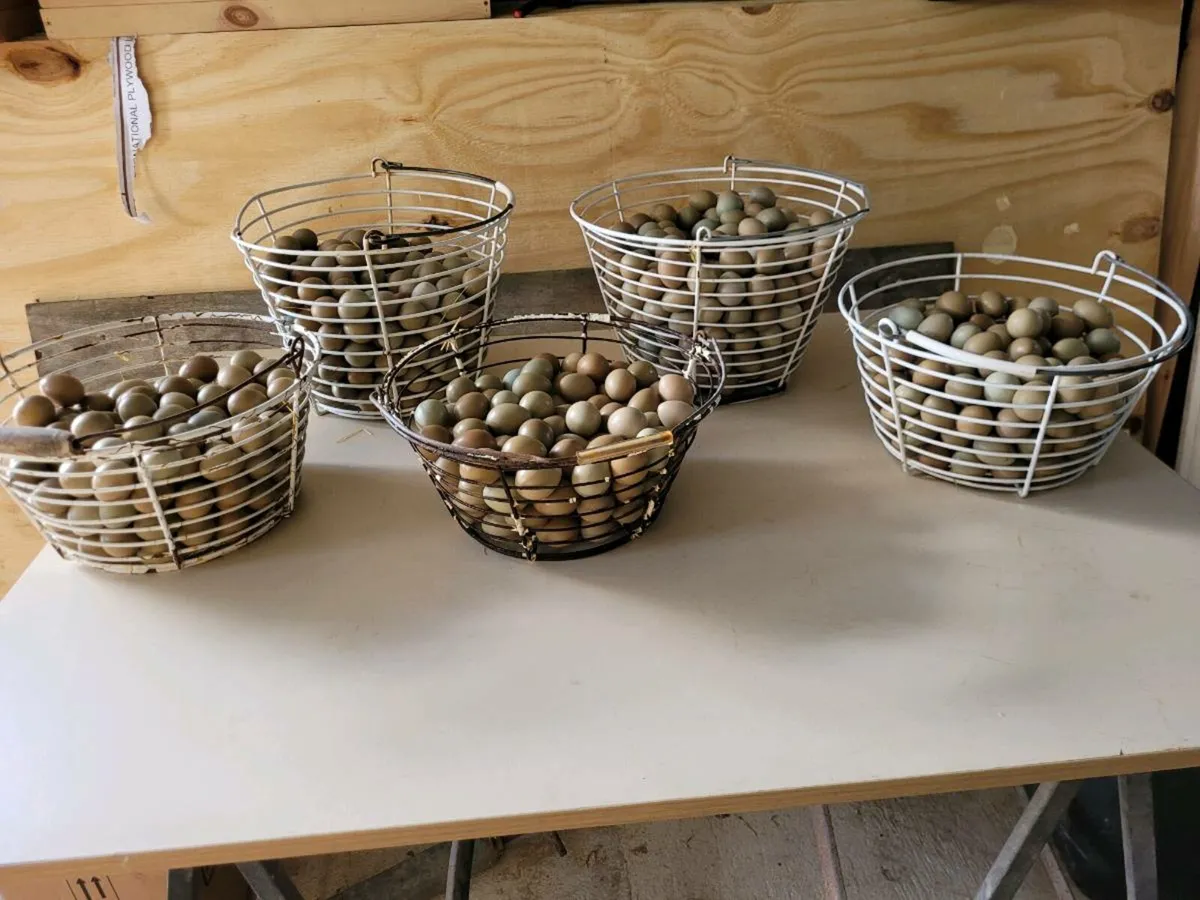Pheasant eggs