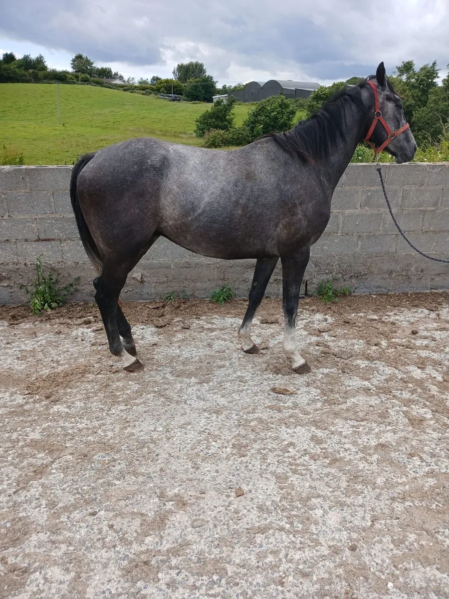 Thoroughbred Horses - Image 1