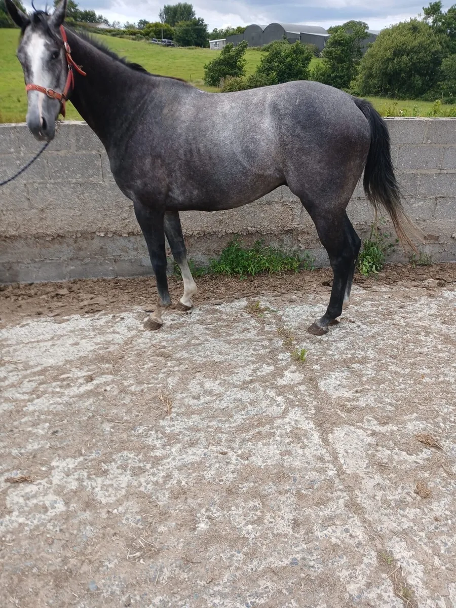 Thoroughbred Horses - Image 2