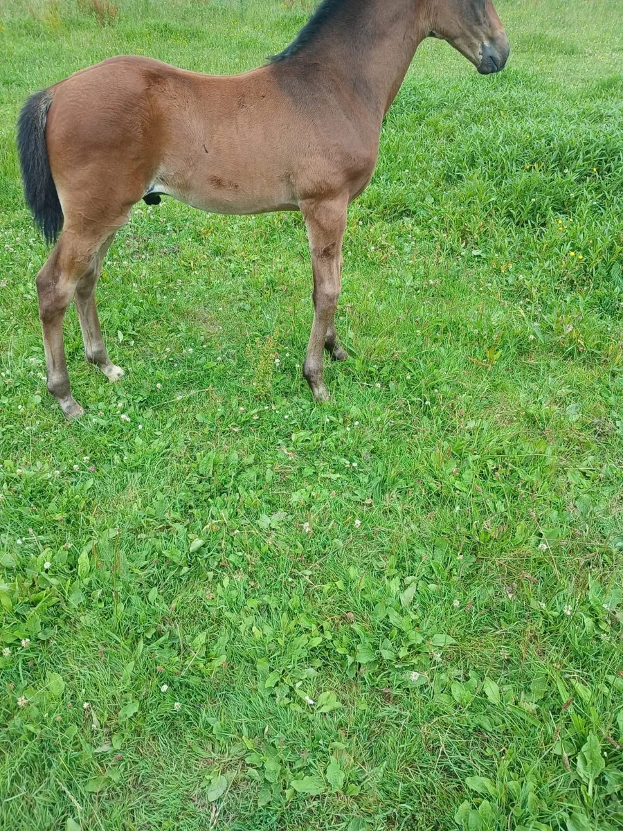 Thoroughbred Horses - Image 4