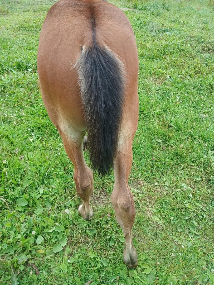 Thoroughbred Horses For Sale and Brood Mares - Image 2