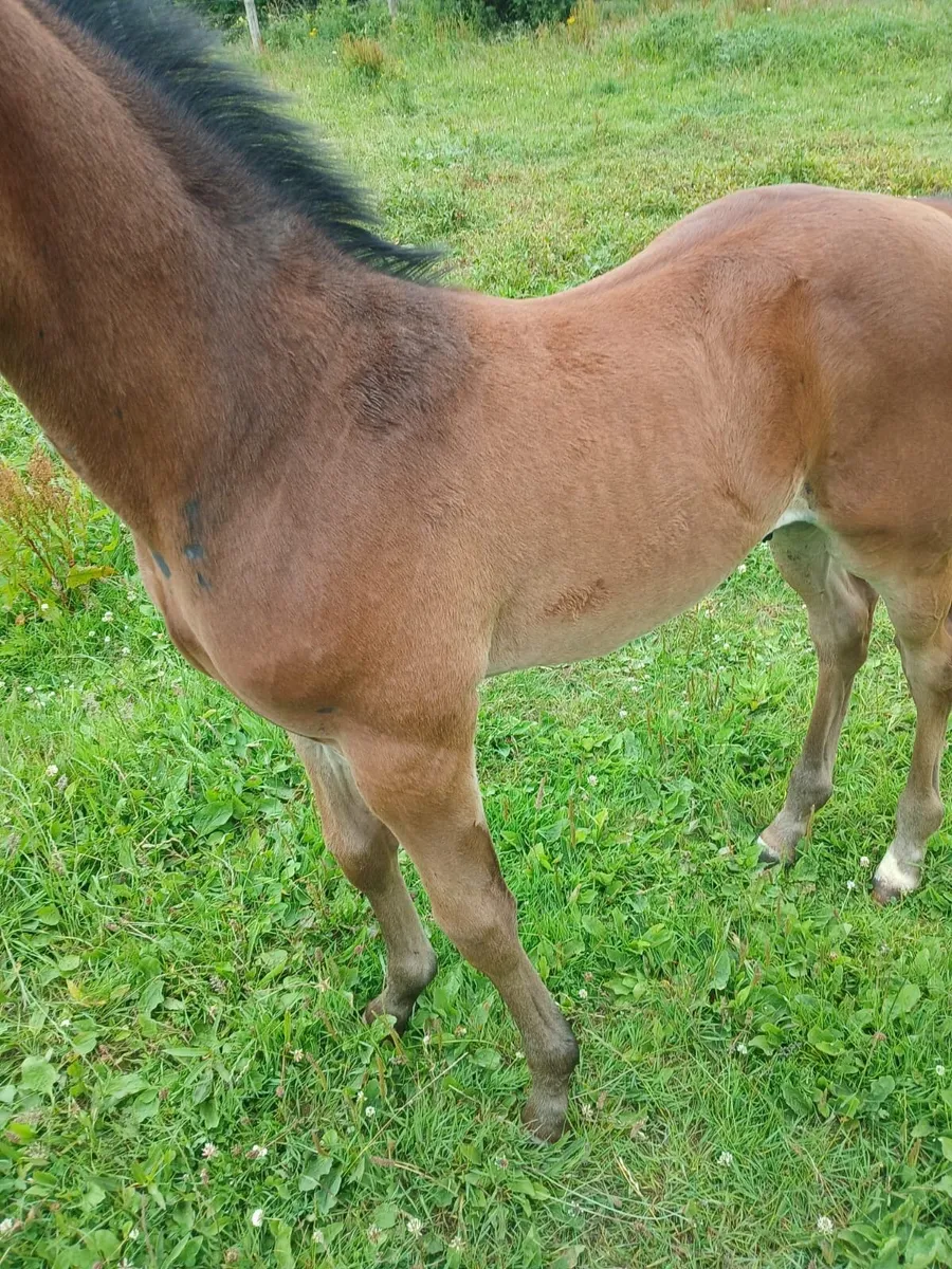 Thoroughbred Horses For Sale and Brood Mares - Image 3