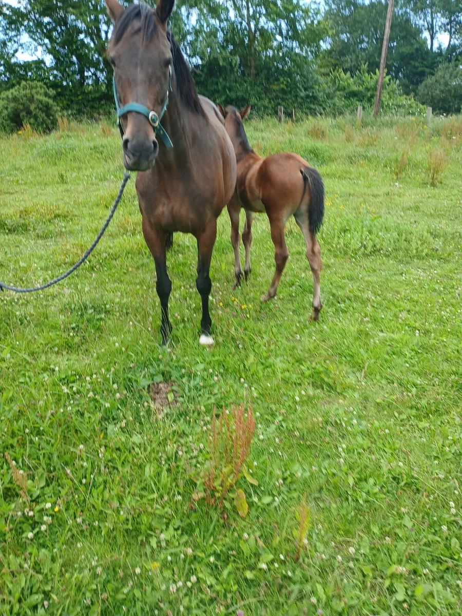 Thoroughbred Horses For Sale and Brood Mares - Image 4