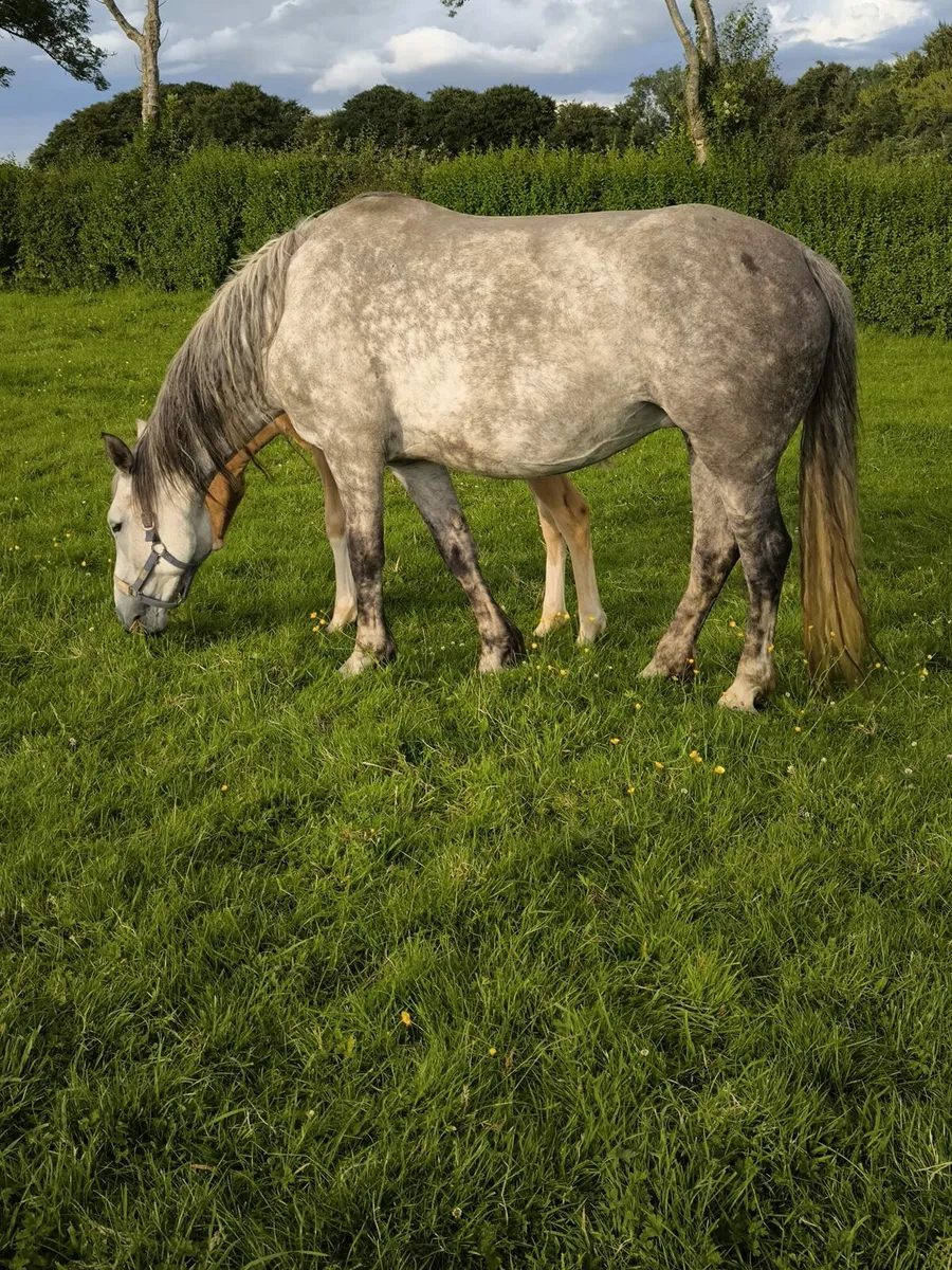 Full Irish Draught Mare & foal for sale - Image 1