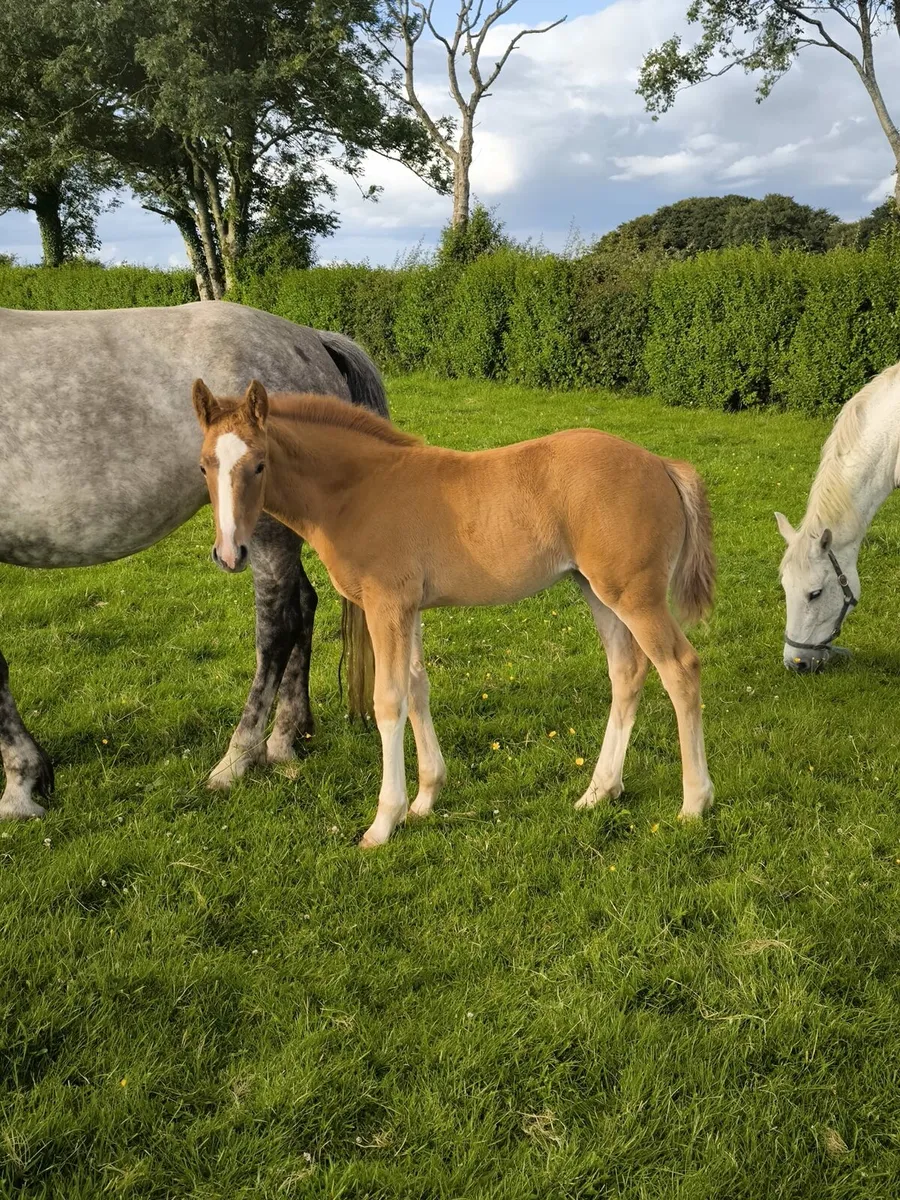 Full Irish Draught Mare & foal for sale - Image 2
