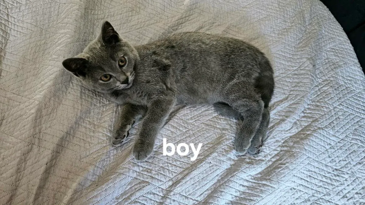 British Kittens - Image 3