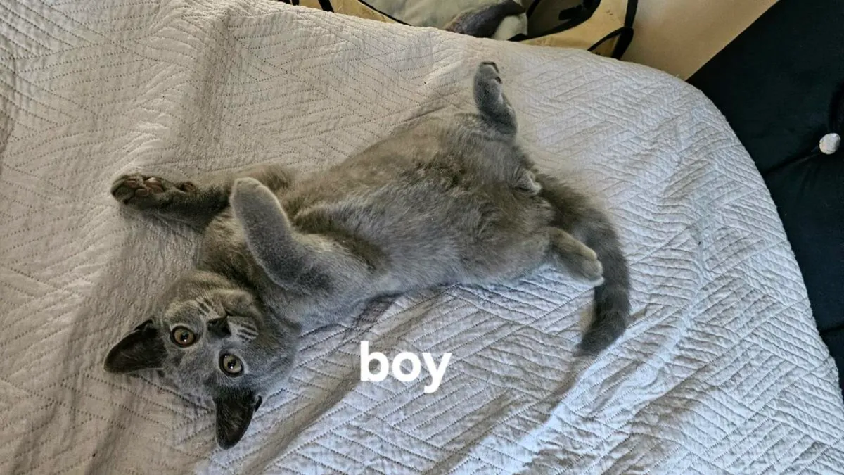 British Kittens - Image 4