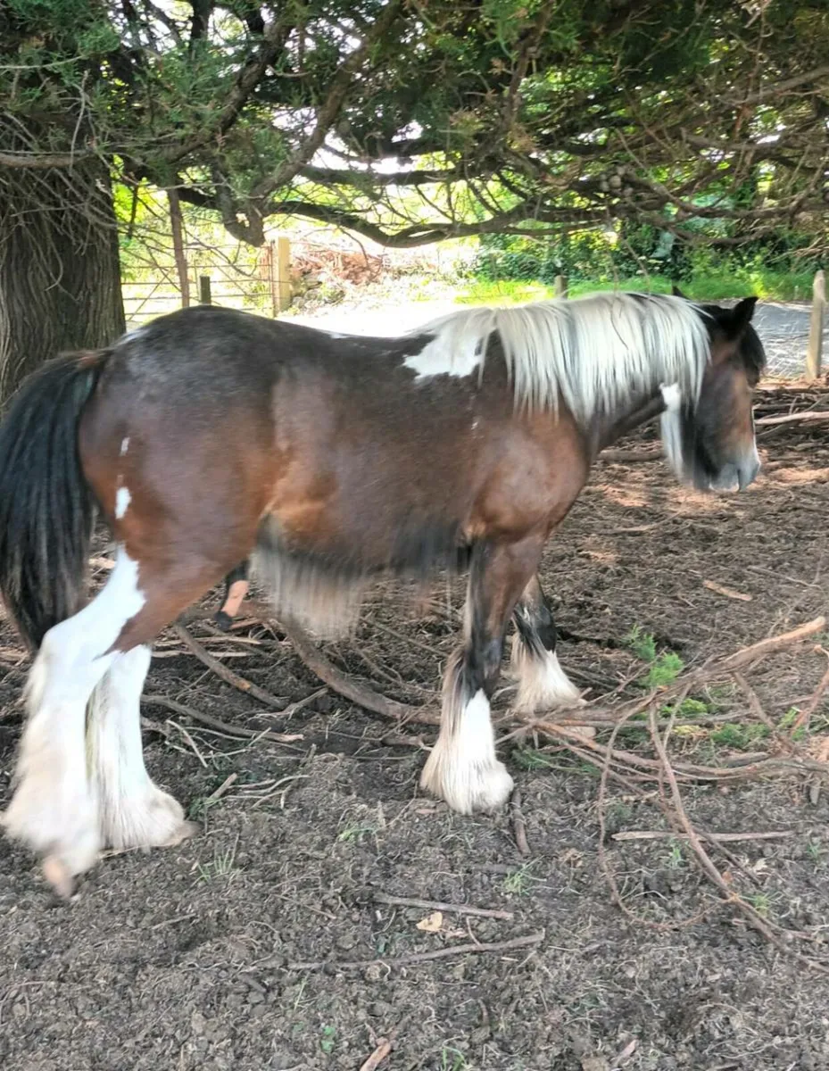 Smart looking colt - Image 3