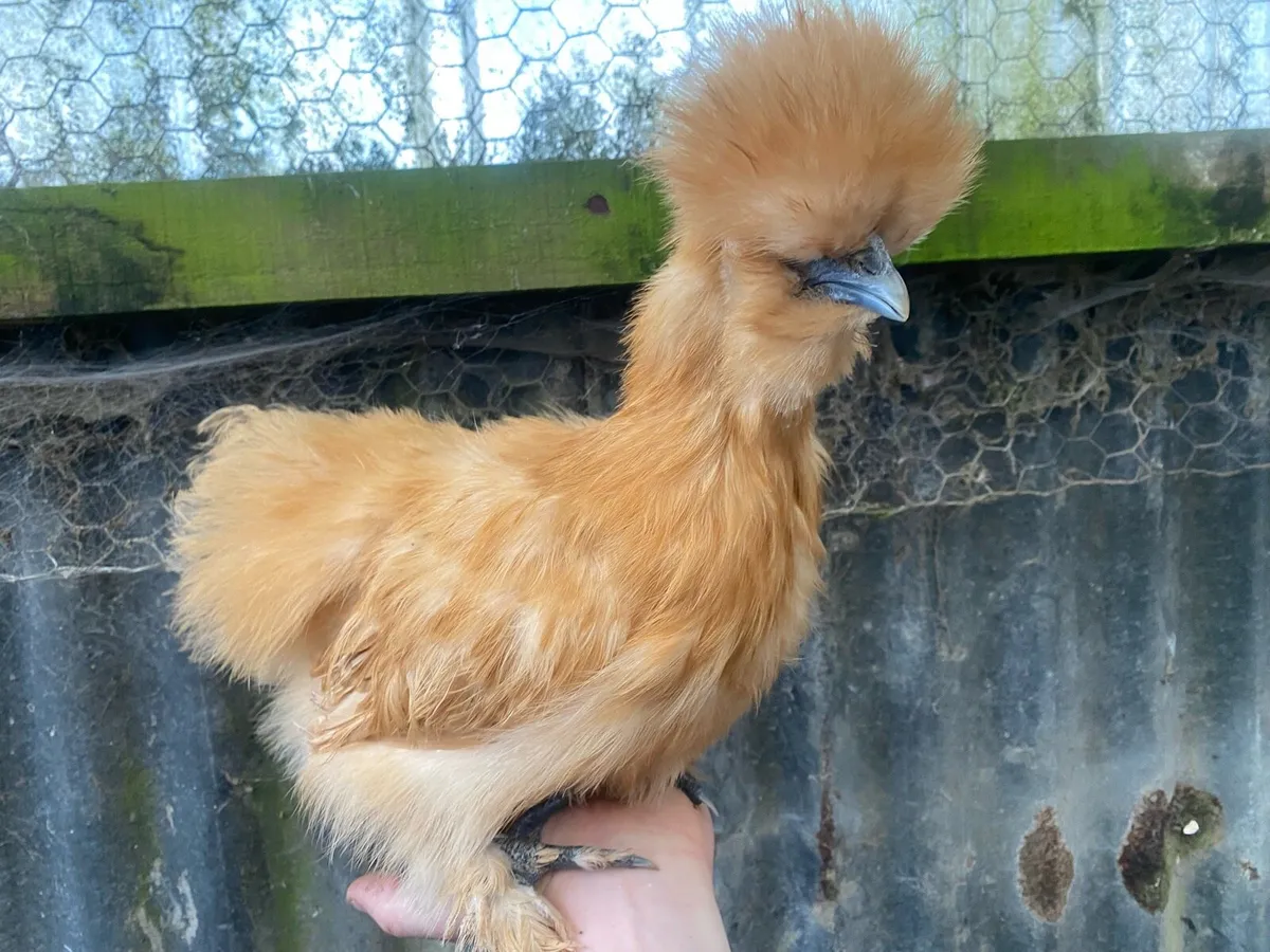 Gold silkies - Image 1