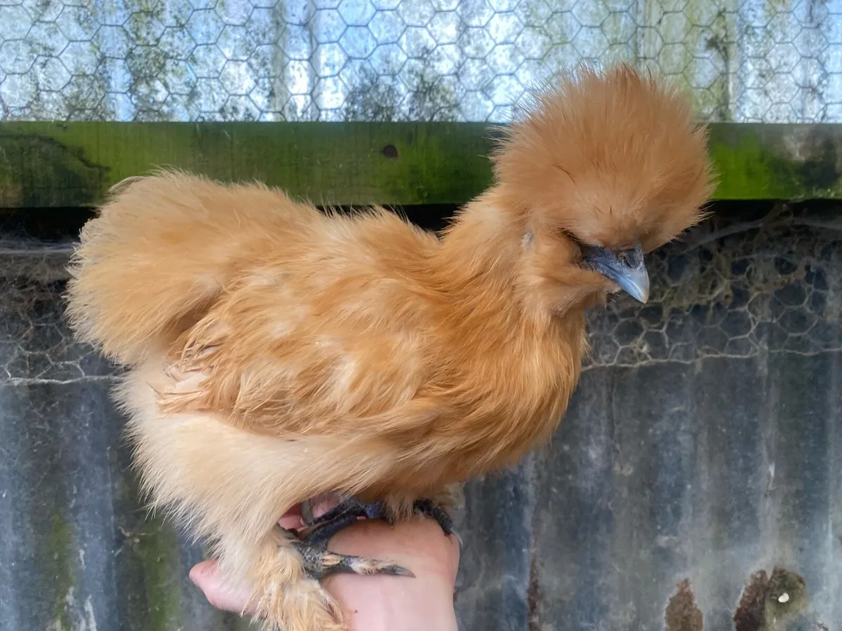 Gold silkies - Image 3