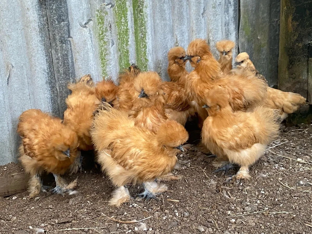 Gold silkies - Image 4