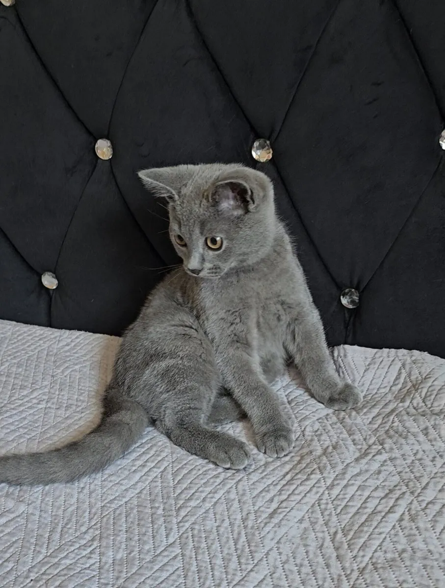 British Kittens - Image 2