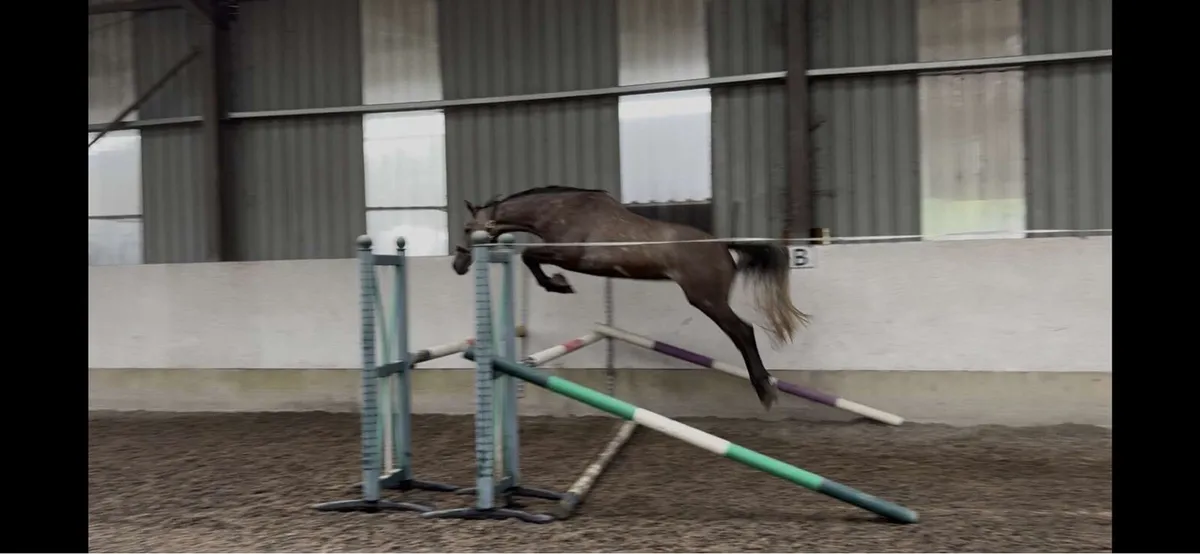 Top Quality 3yr old filly. - Image 1