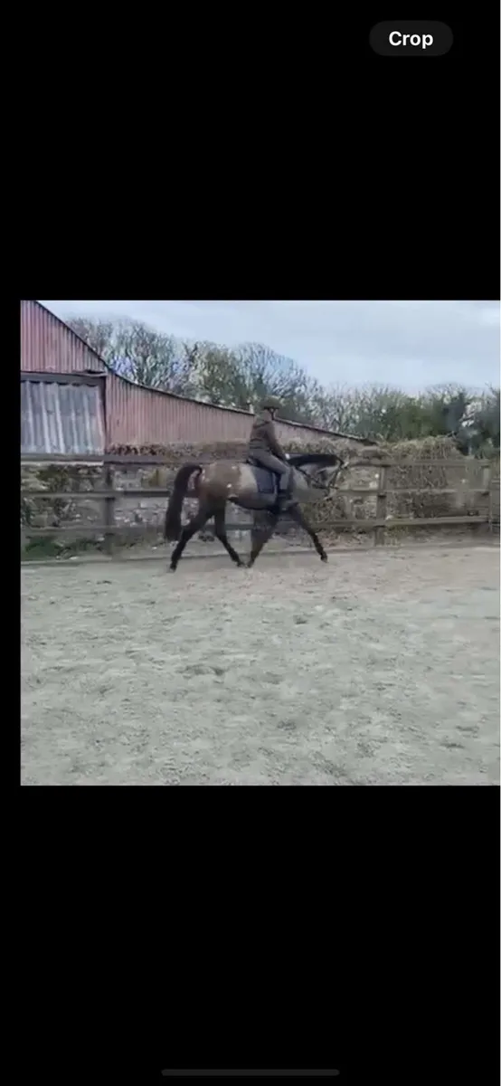 Top Quality 3yr old filly. - Image 2