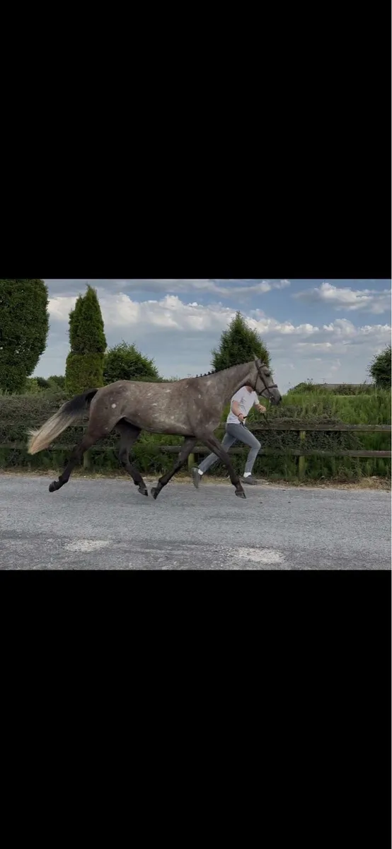 Top Quality 3yr old filly. - Image 3