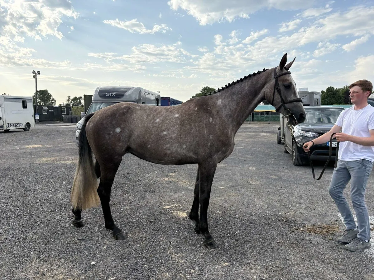Top Quality 3yr old filly. - Image 4