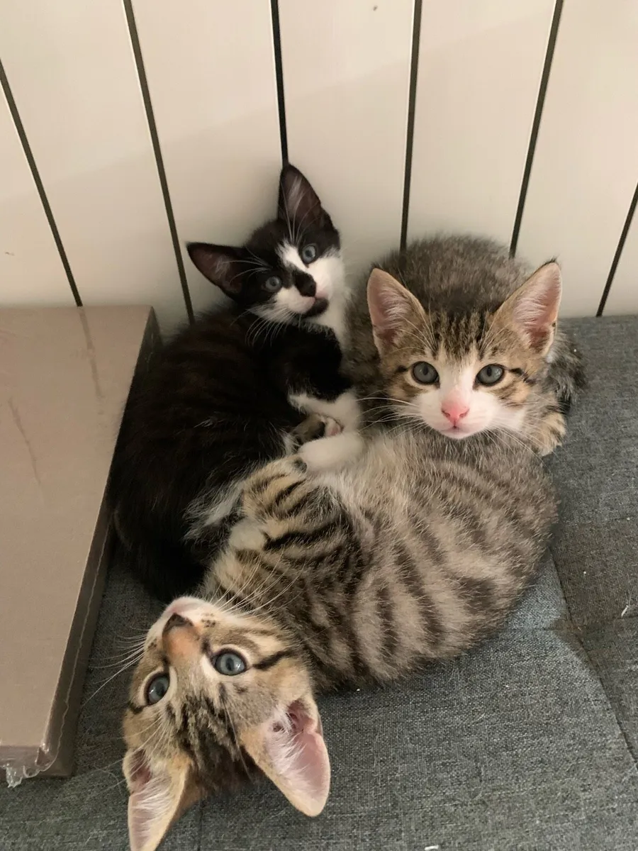 Kittens for Sale - Image 2