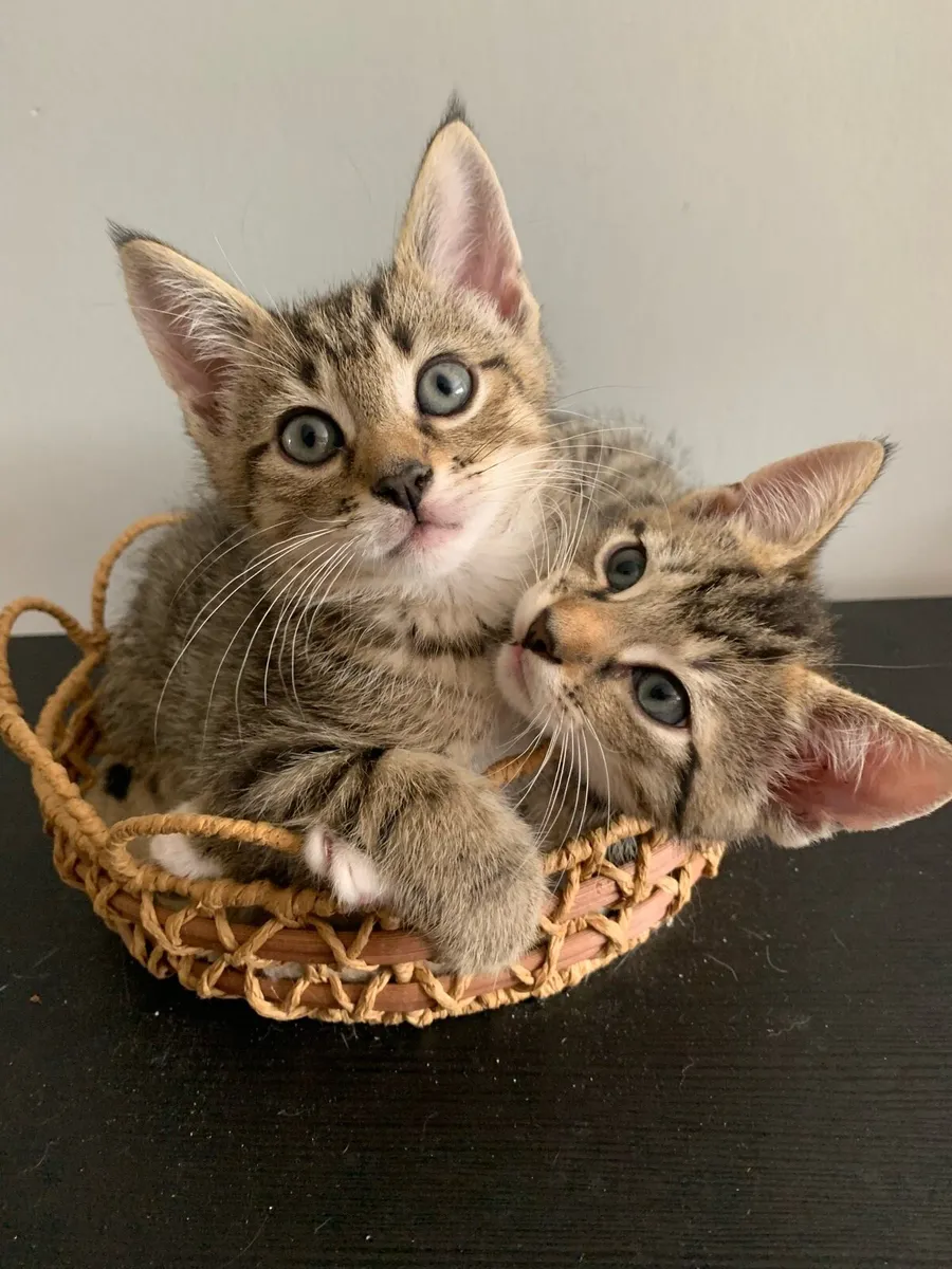 Kittens for Sale - Image 1