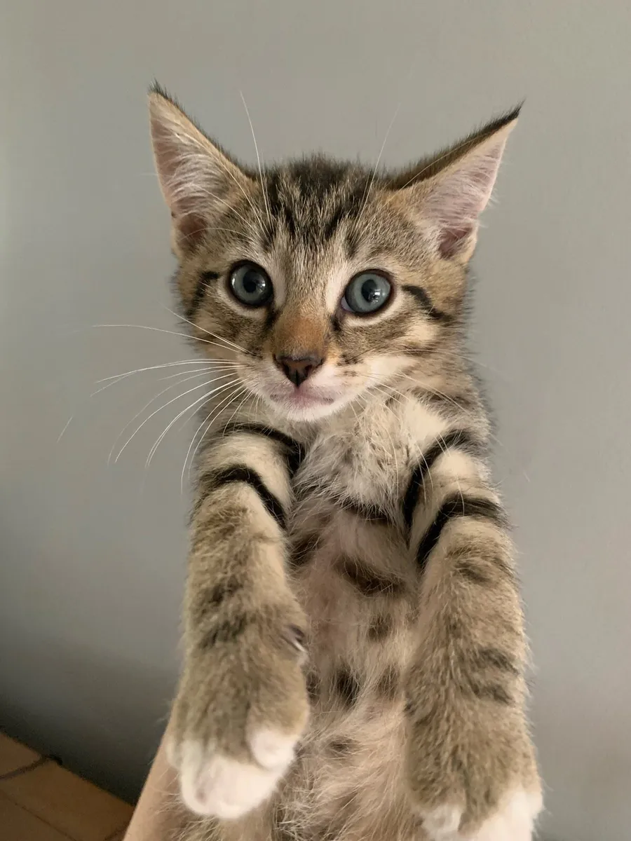 Kittens for Sale - Image 3