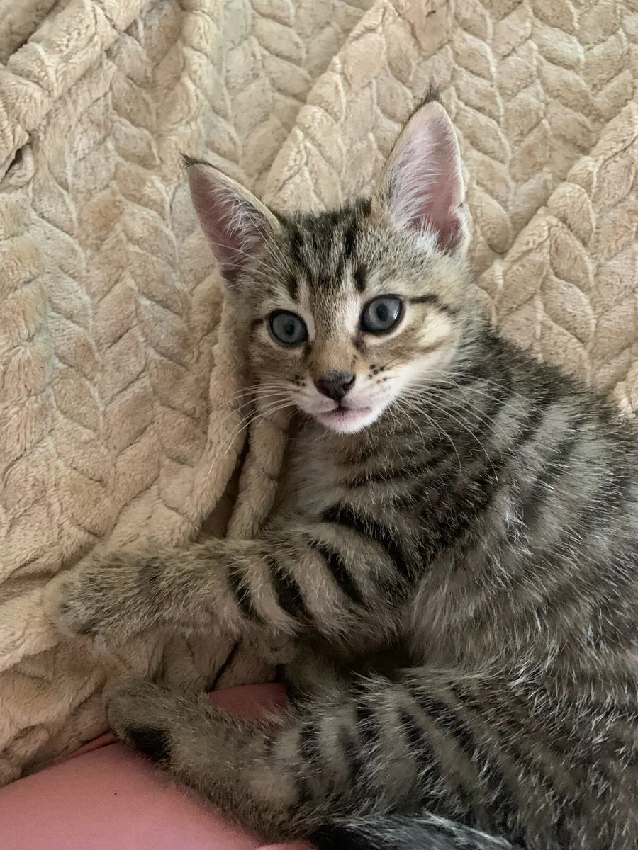 Kittens for Sale - Image 4