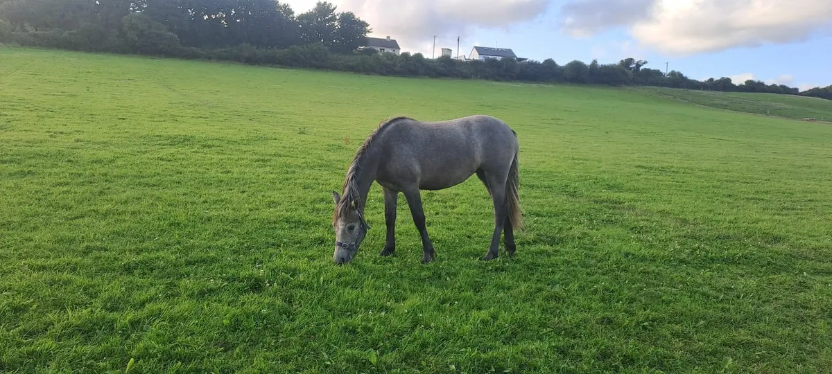 Pony - Image 1