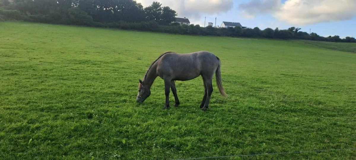 Pony - Image 2