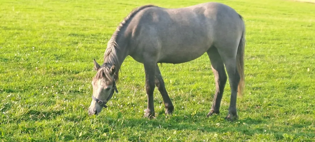 Pony - Image 3