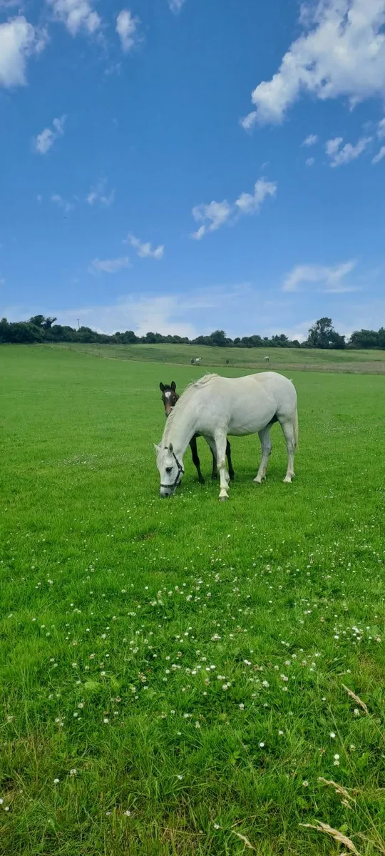 Pony - Image 4