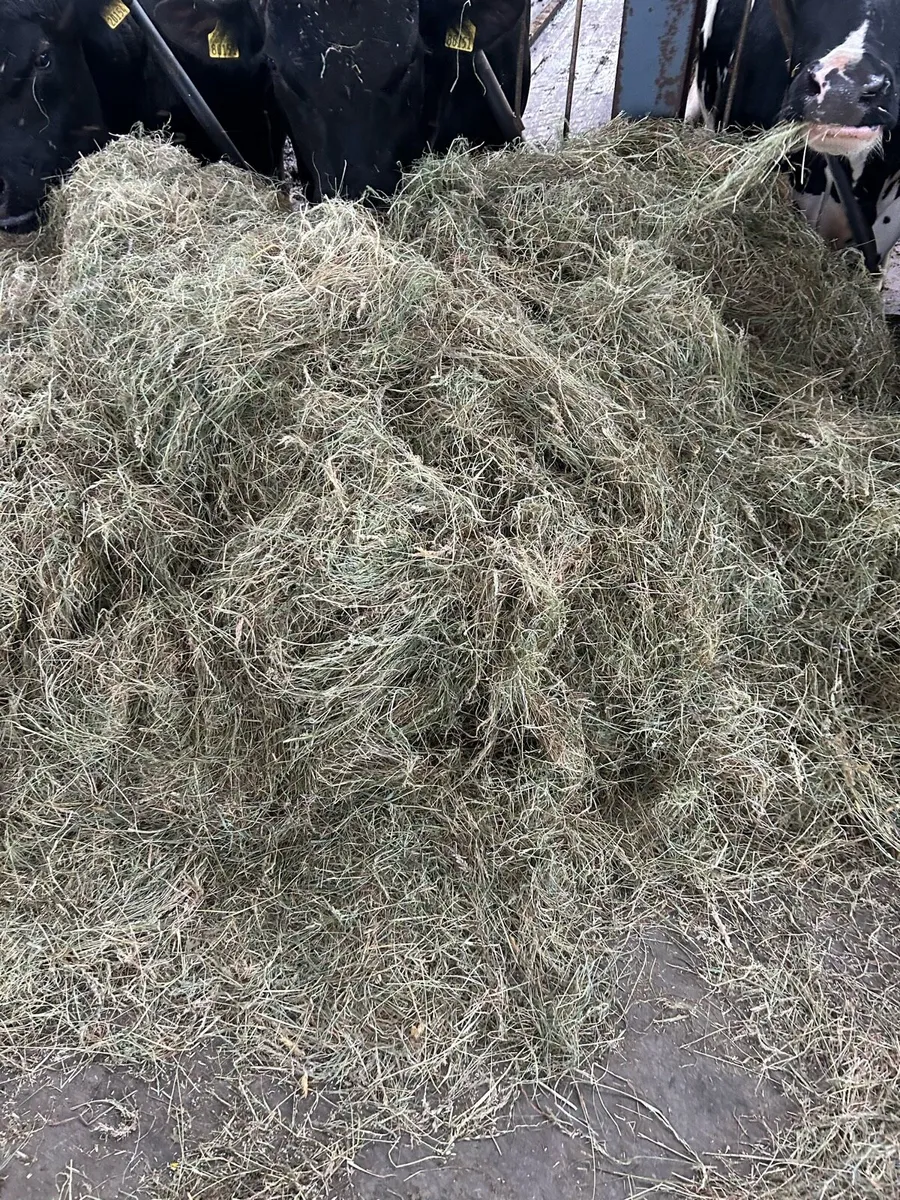 May 2025 haylage for sale - Image 2