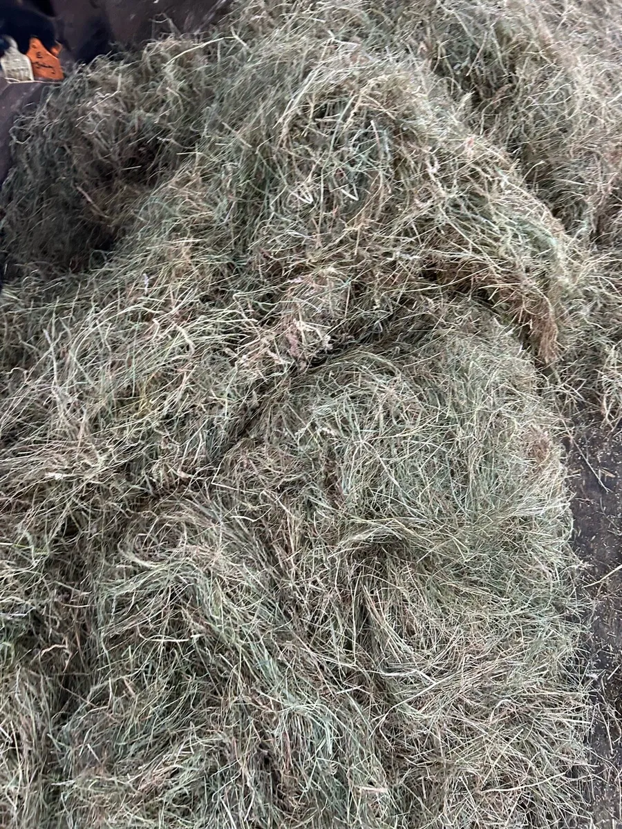 May 2025 haylage for sale - Image 3