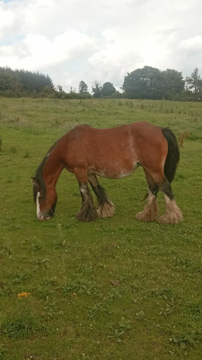 Cob mare - Image 1