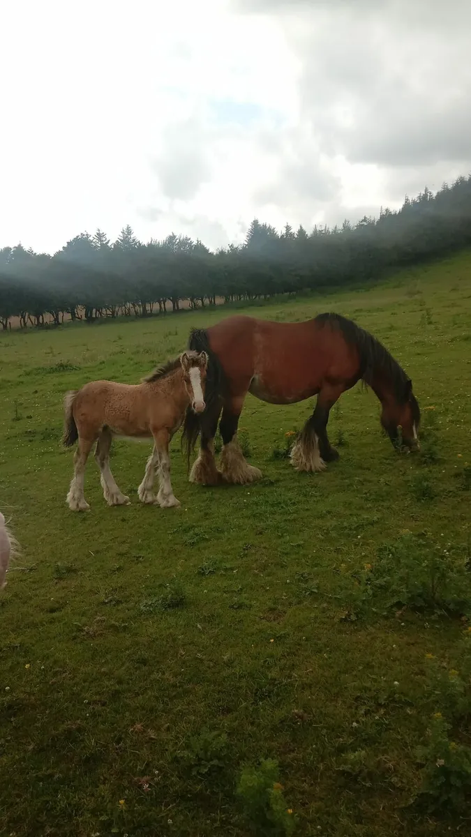 Cob mare - Image 2