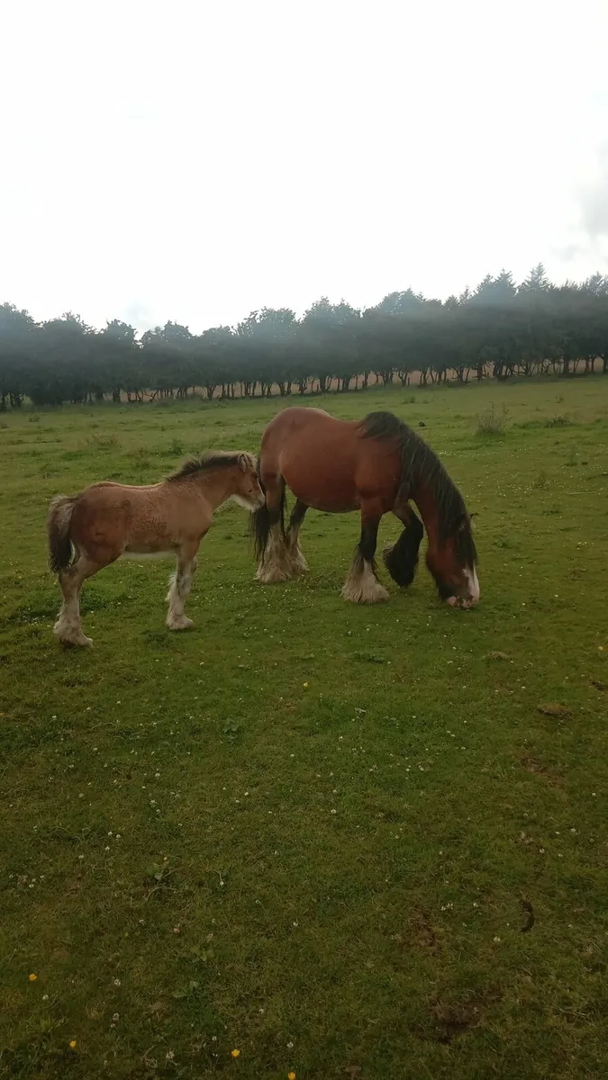 Cob mare - Image 3