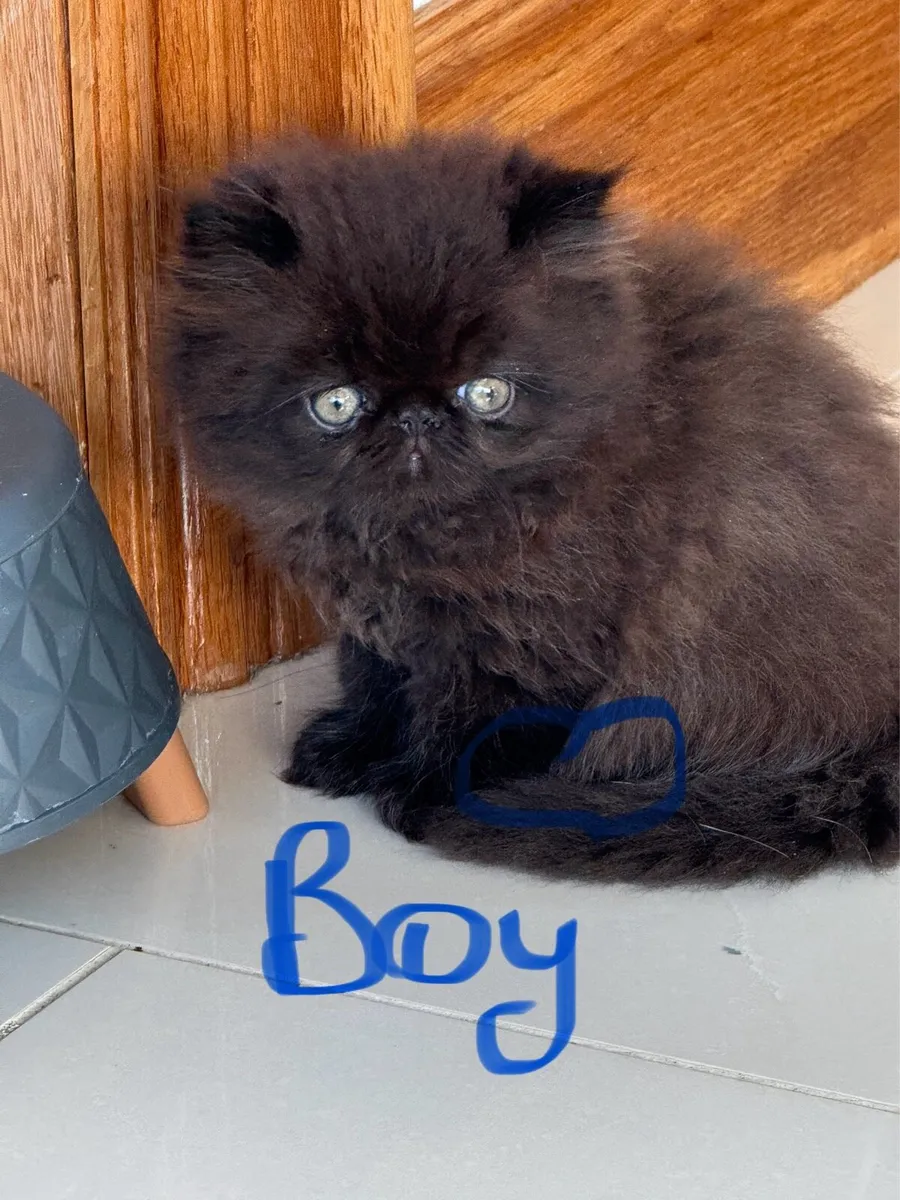 Persian Kittens - Image 1