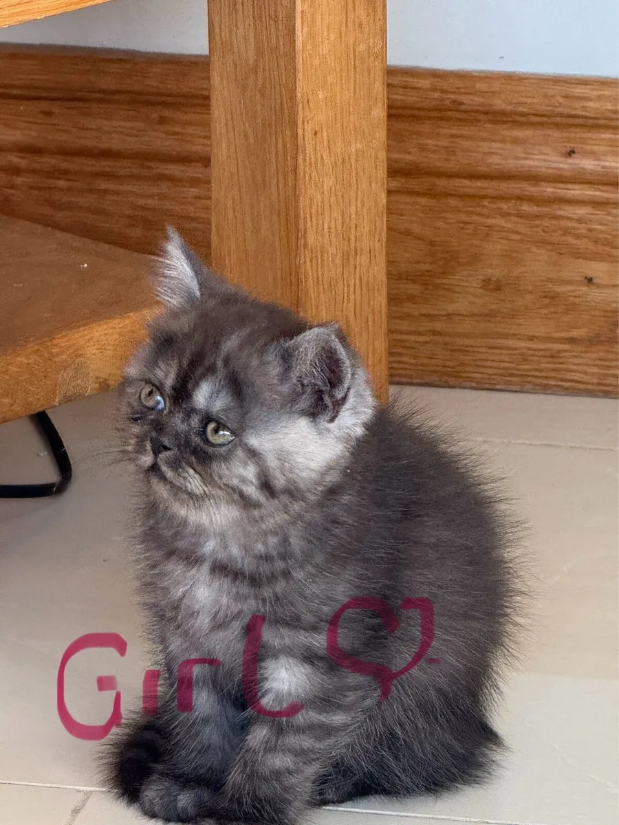 Persian Kittens - Image 2