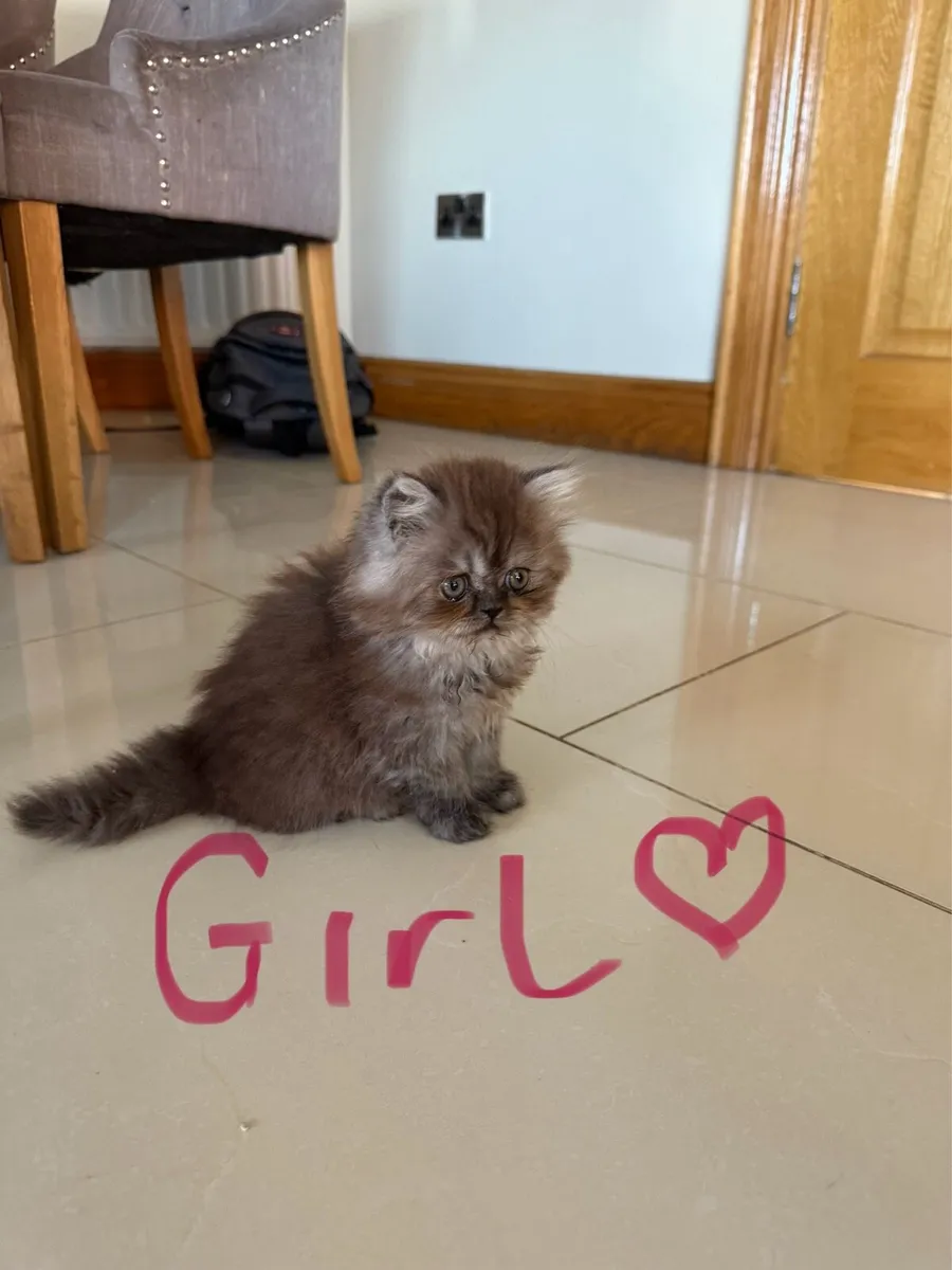 Persian Kittens - Image 3