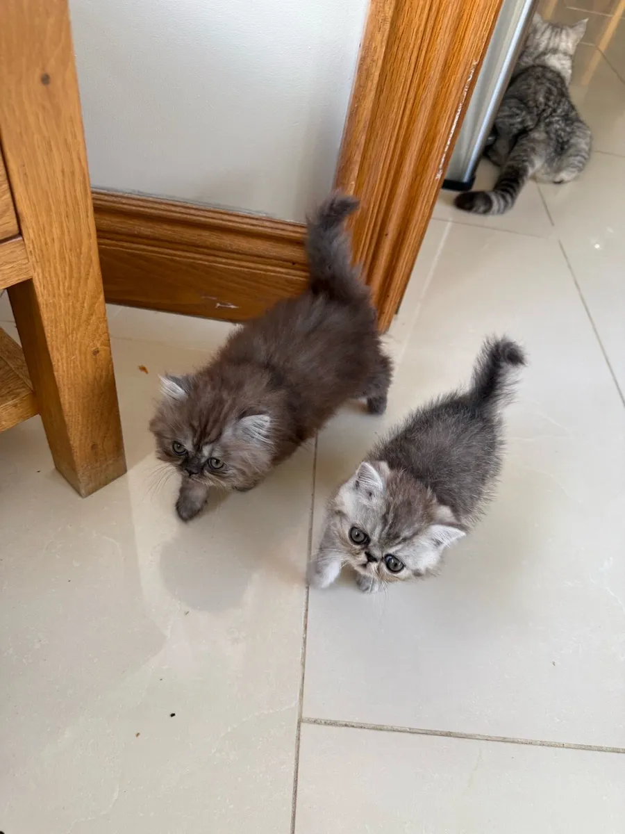 Persian Kittens - Image 4