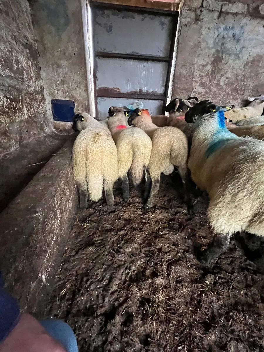 Store lambs - Image 3