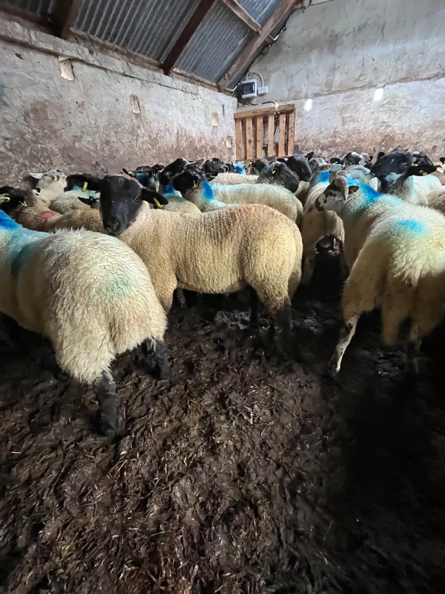 Store lambs - Image 2