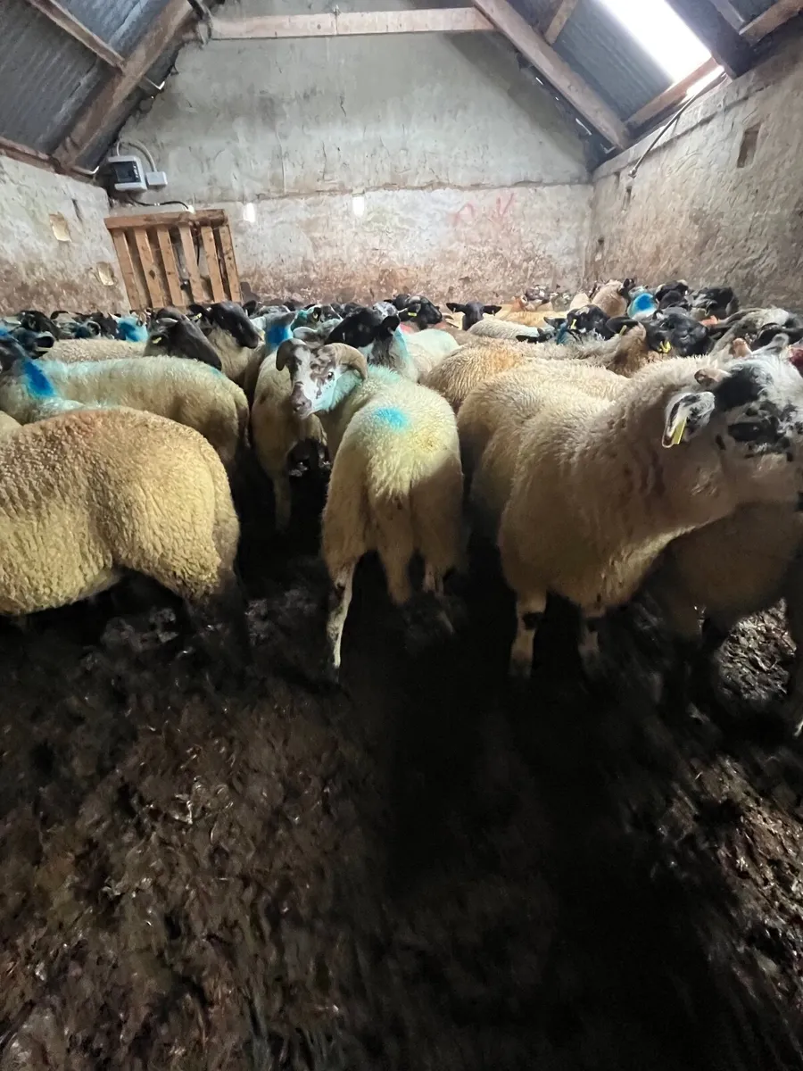 Store lambs - Image 4