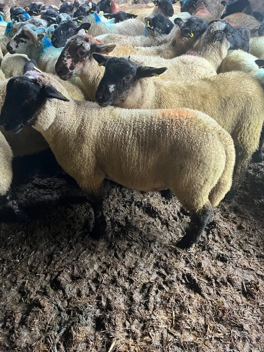 Store lambs - Image 1