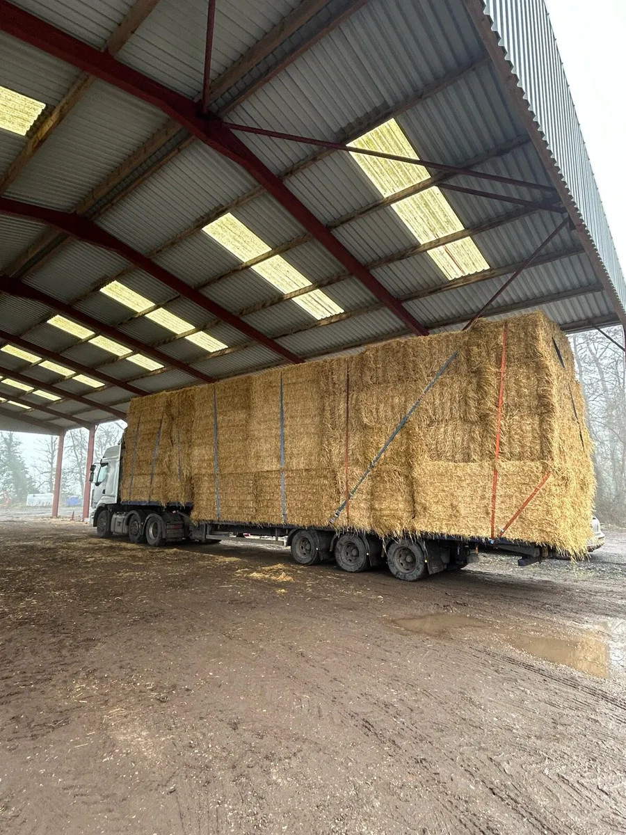 New season English Barley straw available in 8x4x3 - Image 3